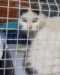sterilizzati_02-16__3