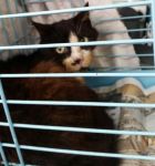 sterilizzati_02-16__4