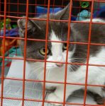 sterilizzati_02-16__5