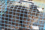 sterilizzazioni__gatti_2016_1