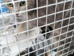 sterilizzazioni__gatti_2016_2