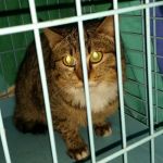 sterilizzazioni__gatti_2016_3
