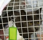 sterilizzazioni_aprile_1