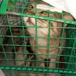 sterilizzazioni_aprile_2