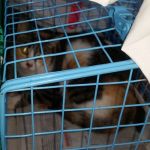 sterilizzazioni_aprile_3