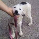 stracciatella2