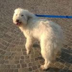 ted_testimonianza2