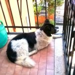 testimonianza_balto_2