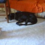 testimonianza_pisolo