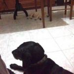 testimonianza_pisolo2