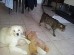 testimonianza_scoobydoo