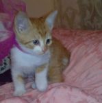 tintin_1