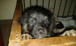 tobia