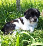 toby_e_lilla