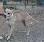 togo_2