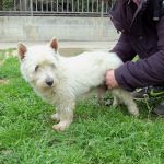 tonino