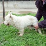 tonino_1