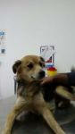 tresy_2_copy