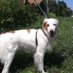 trovata_torrespaccata2