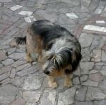 trovato_campoascolano2