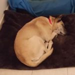 truciolo_sofia_testimonianza3