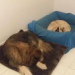 truciolo_sofia_testimonianza4
