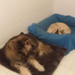 truciolo_sofia_testimonianza5