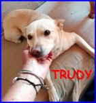 trudy_copy