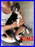 tumi