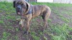tyson_3