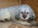 ughetto_pet_village_1