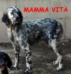 vita_cuccioli2