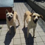 vito_e_agostina_copy