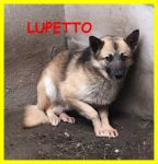volpina-lupetto