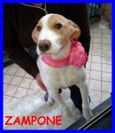 zampone