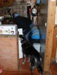 zara_cometa_verso_casa_2