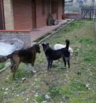 zara_cometa_verso_casa_5
