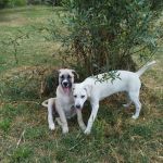 zarina_e_pinco_copy