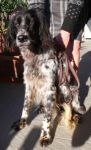 zeus_setter1