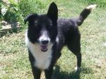 zorro_20150627_145214