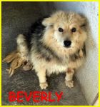 BEVERLY-NEW_1
