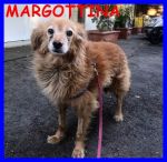 MARGOTTINA_2