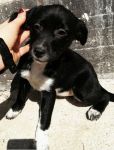 PESCA_3
