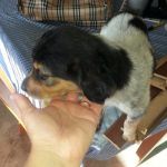 POMEZIA_2
