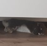 POMI_2