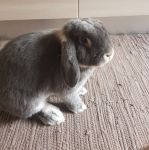 POMI_3