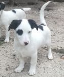 ROSCO_2