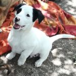 ROSCO_3