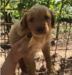 setter-cuccioli_1