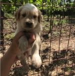 setter-cuccioli_2